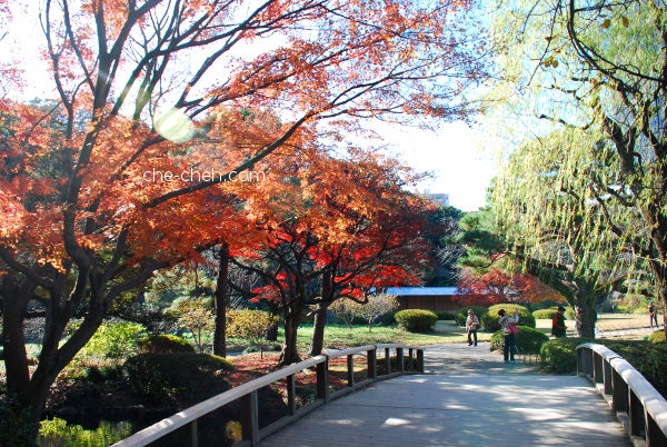 Autumn @ Shinjuku Gyoen, Tokyo